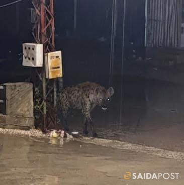يبدو أن "  الضبع المخطط" قرر فجأة تغيير مهنته من "وحش البراري" إلى "سائح شتوي" في قرى الشمال