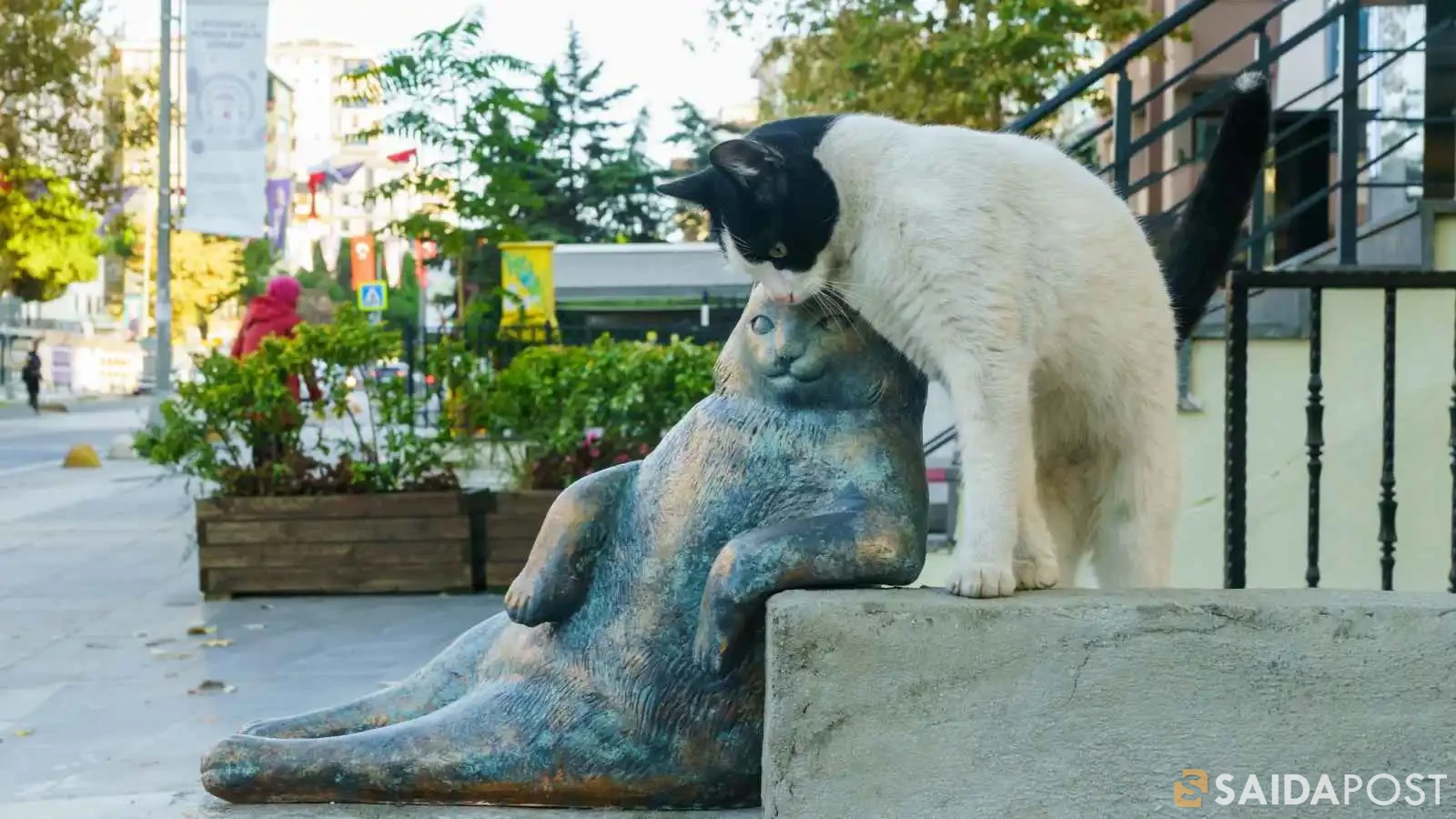 حكاية قطط إسطنبول