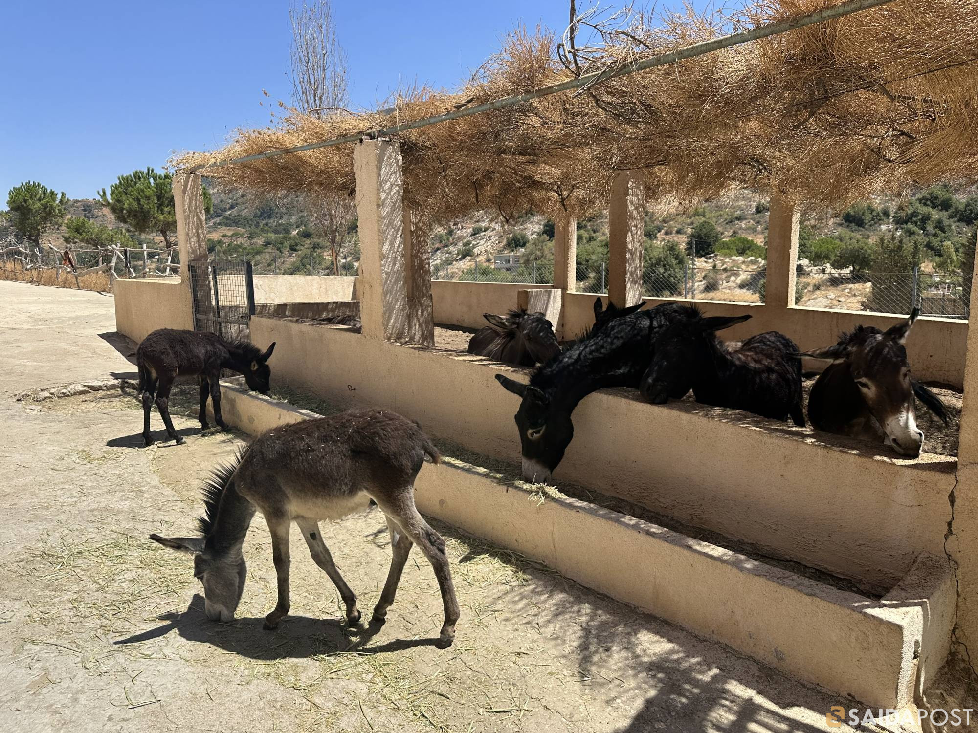 مشوا معنا مشوار على جمهورية الحمير بـ معاصر الشوف